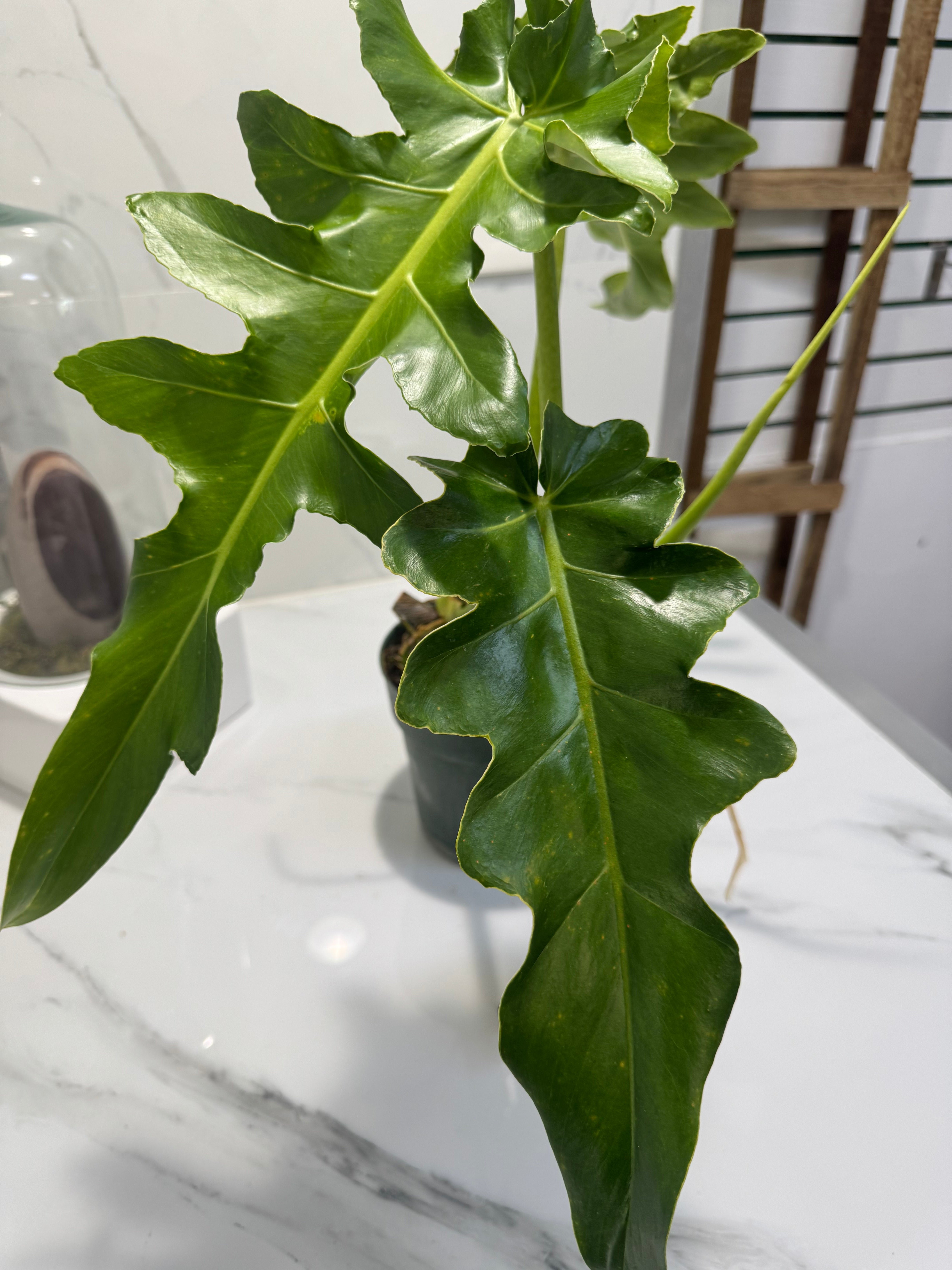 Philodendron Bob Cee #10