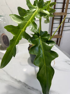 Philodendron Bob Cee #10