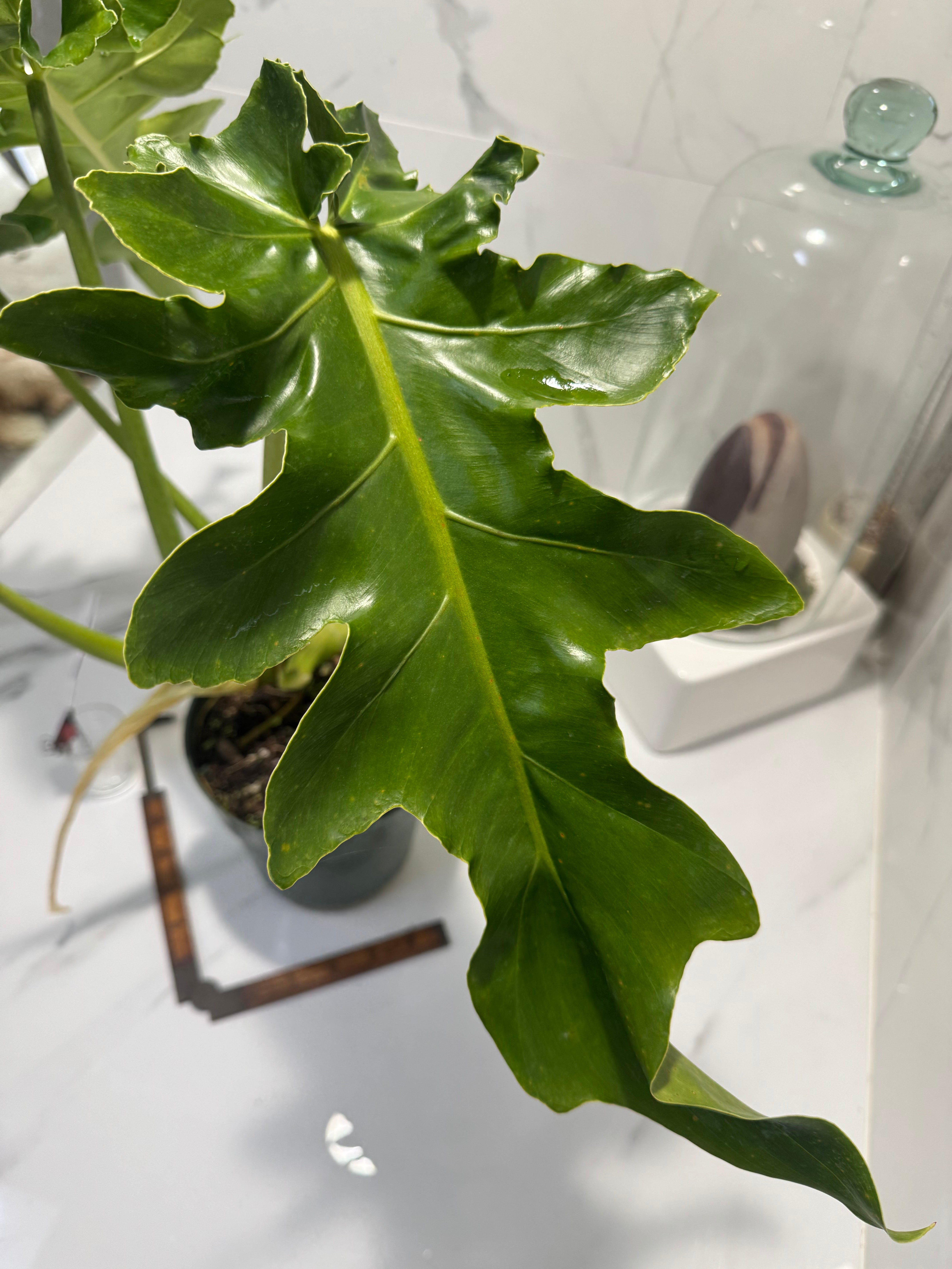Philodendron Bob Cee #10