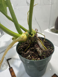 Philodendron Bob Cee #10