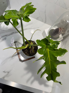 Philodendron Bob Cee #10