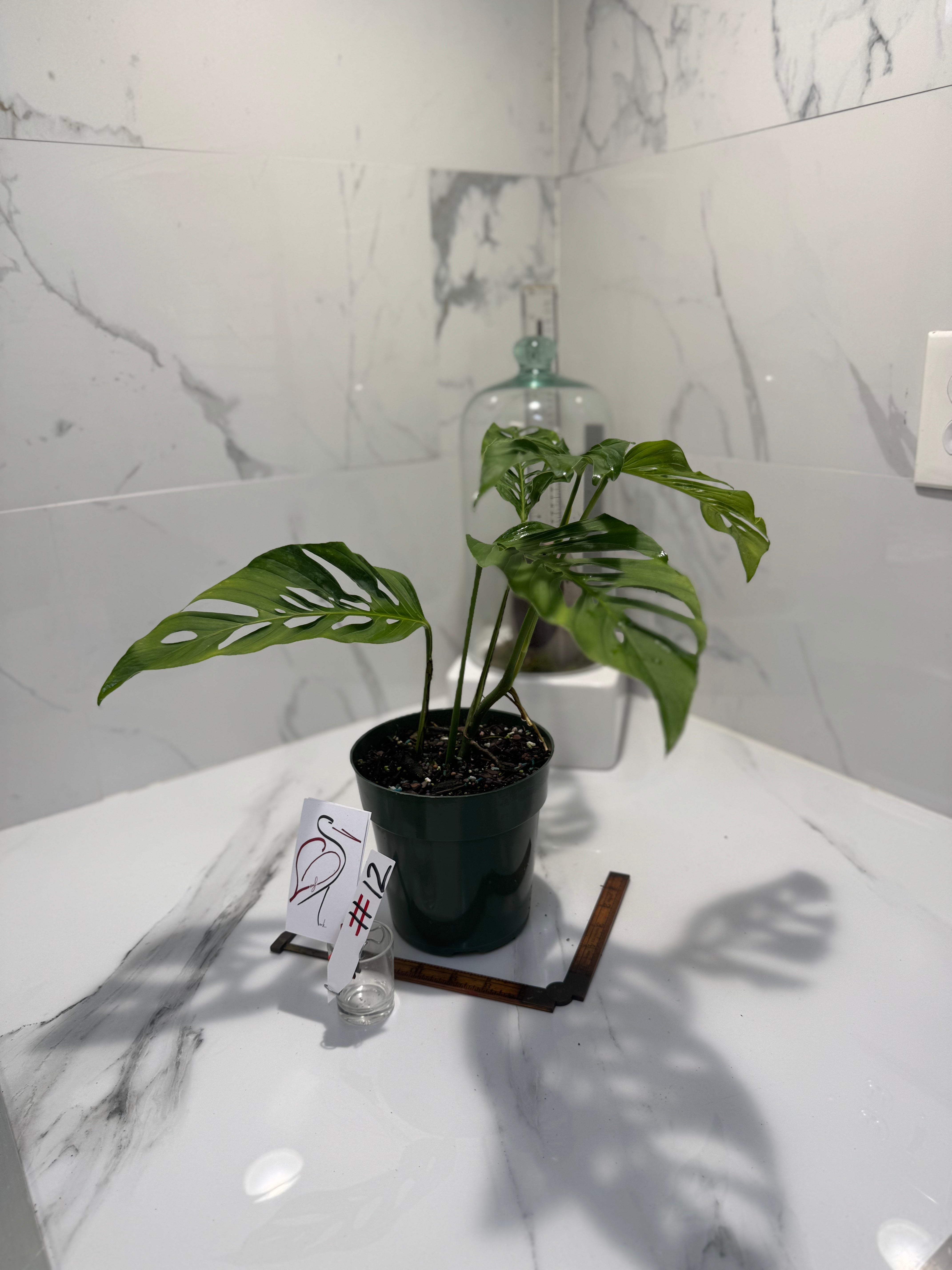 Monstera Laniata 'True Form' #12