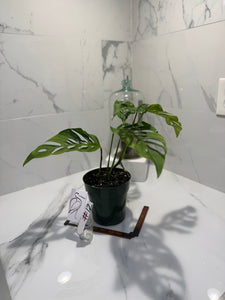 Monstera Laniata 'True Form' #12