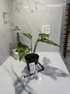 Monstera Laniata 'True Form' #12