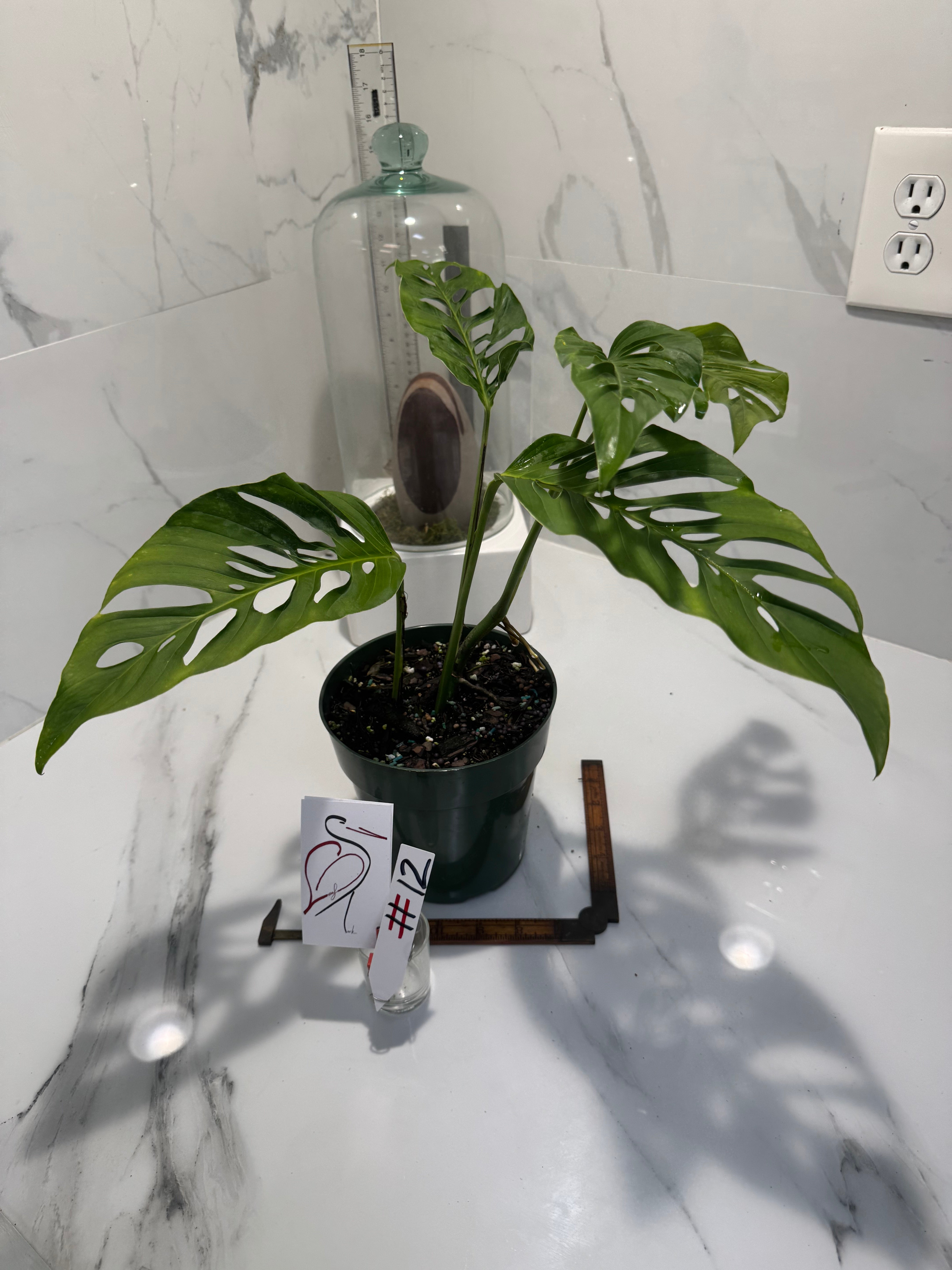 Monstera Laniata 'True Form' #12