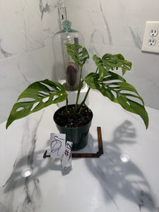 Monstera Laniata 'True Form' #12