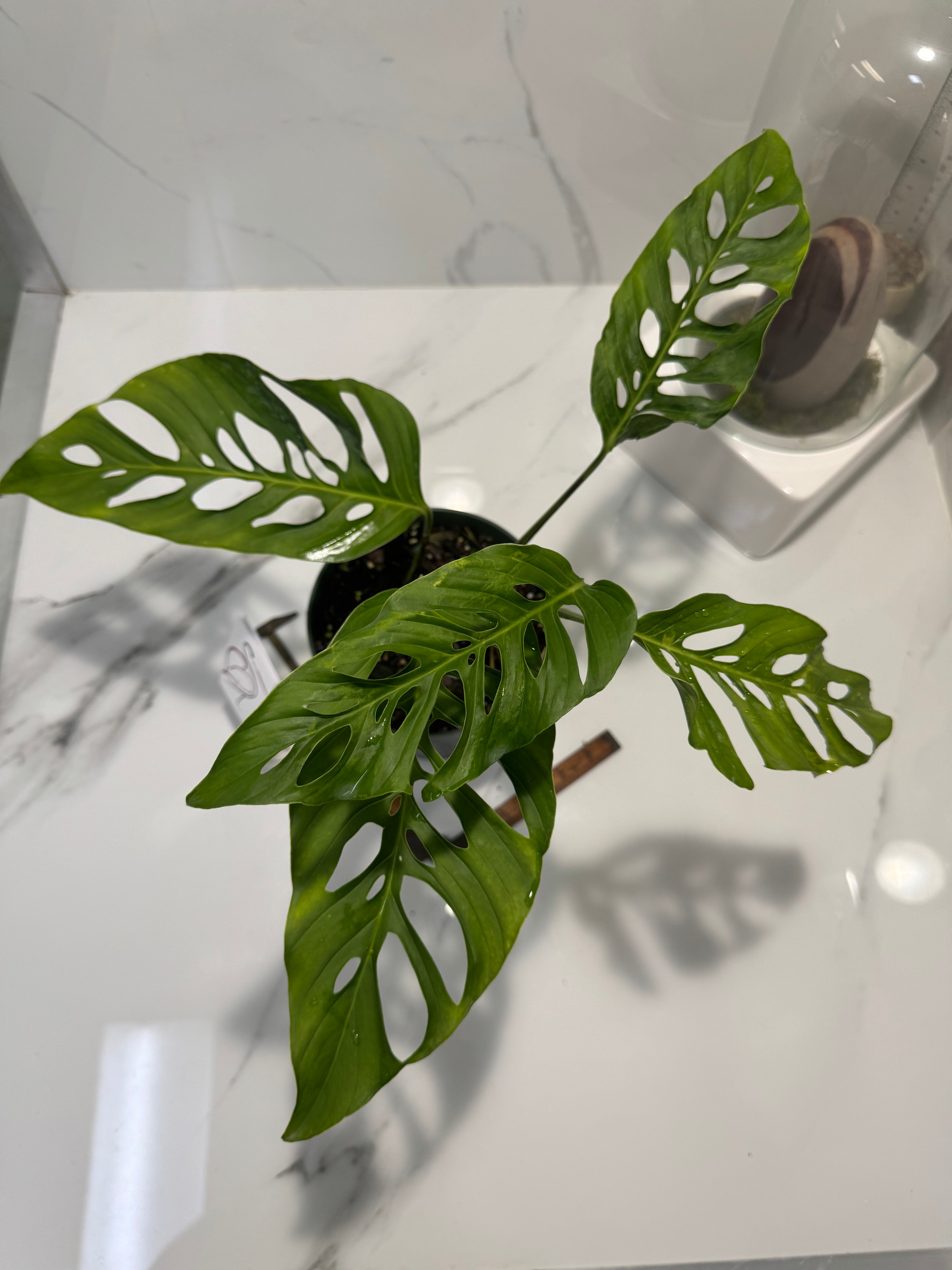 Monstera Laniata 'True Form' #12