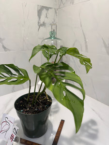Monstera Laniata 'True Form' #12
