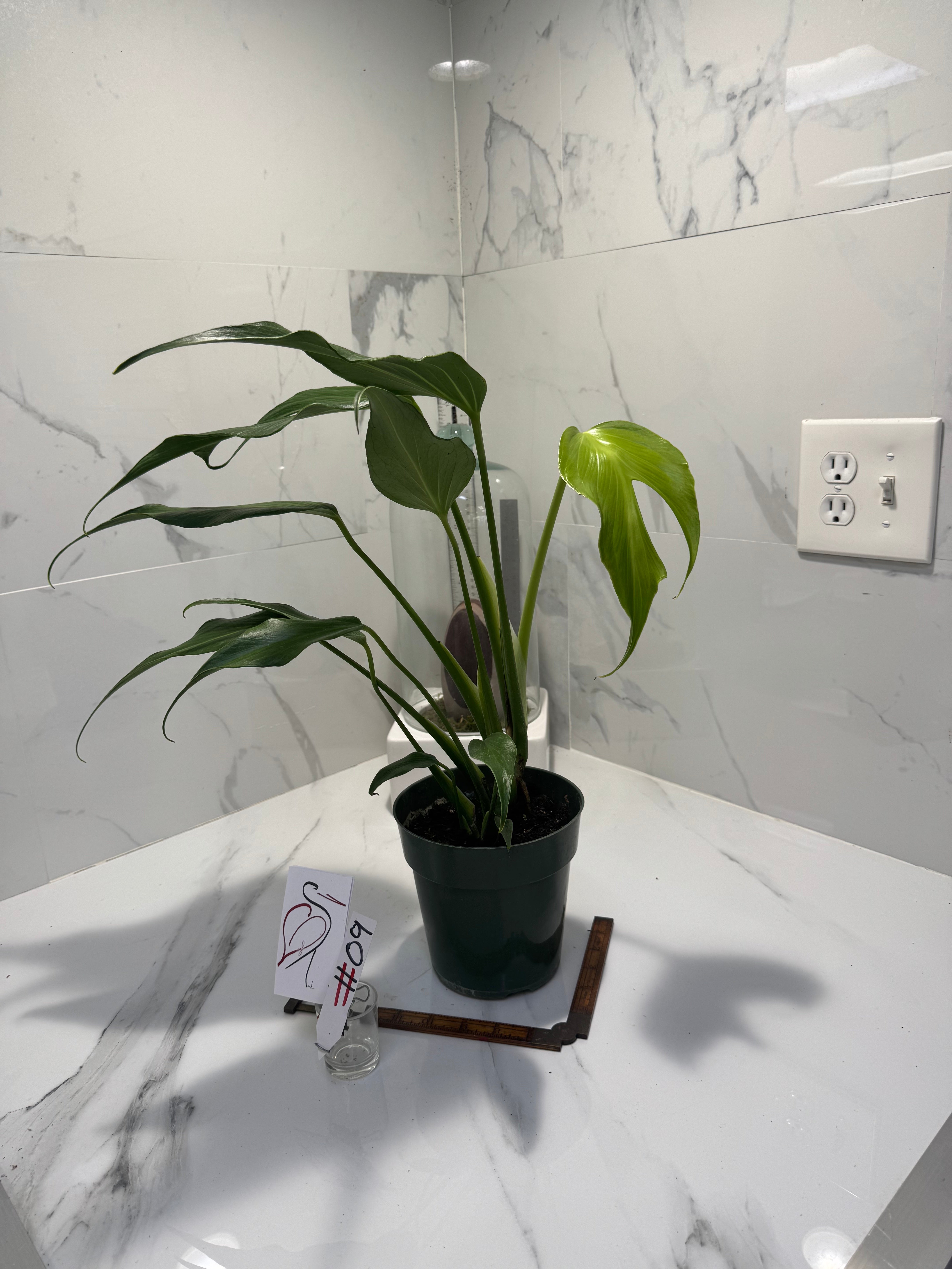 Monstera Burle Marx Flame #09