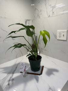 Monstera Burle Marx Flame #09
