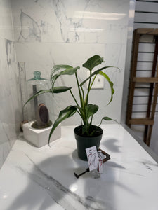Monstera Burle Marx Flame #09
