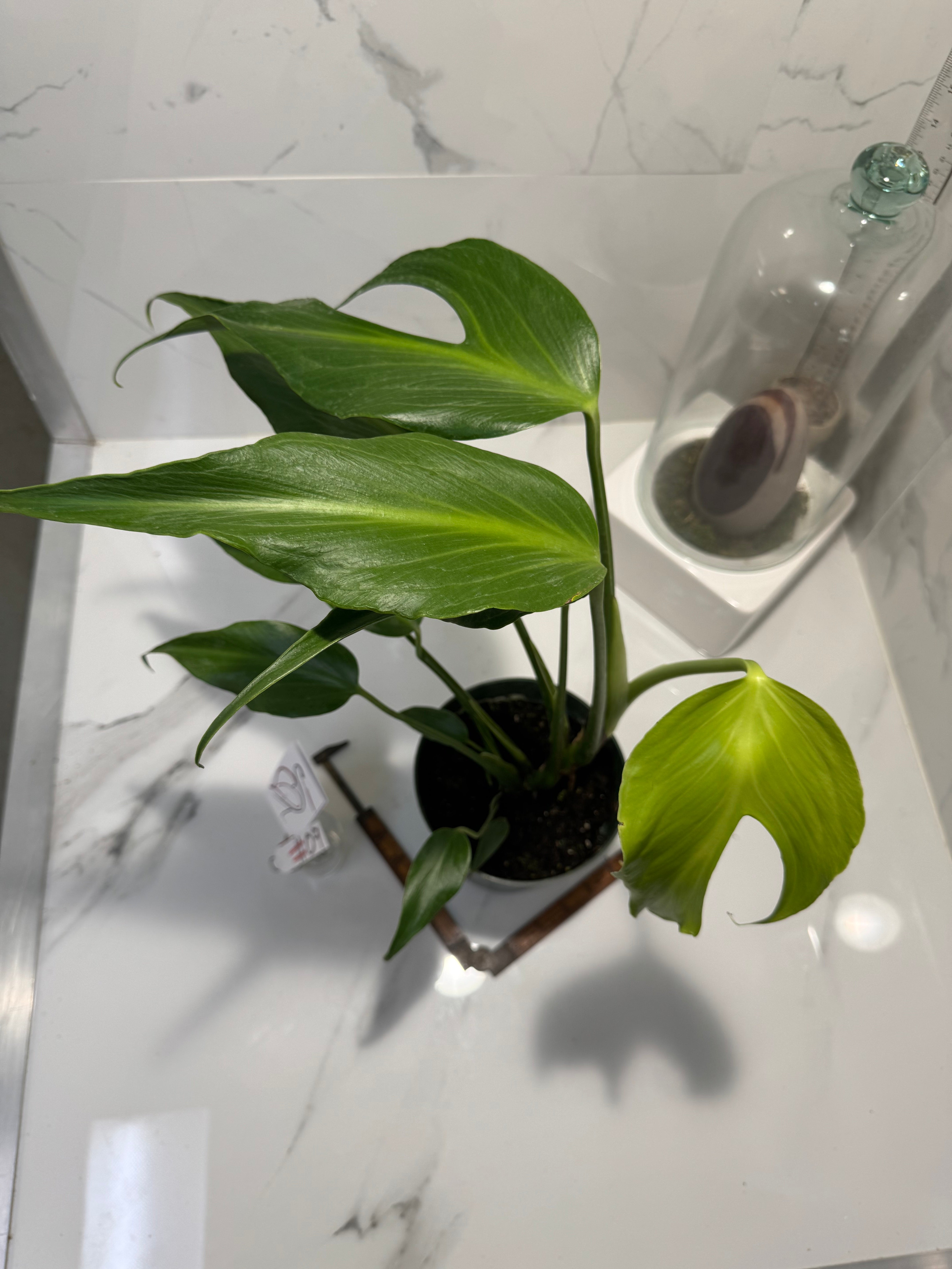Monstera Burle Marx Flame #09