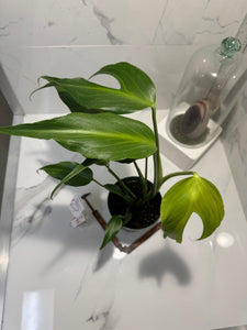 Monstera Burle Marx Flame #09