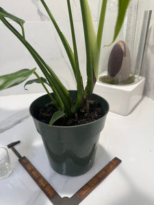 Monstera Burle Marx Flame #09