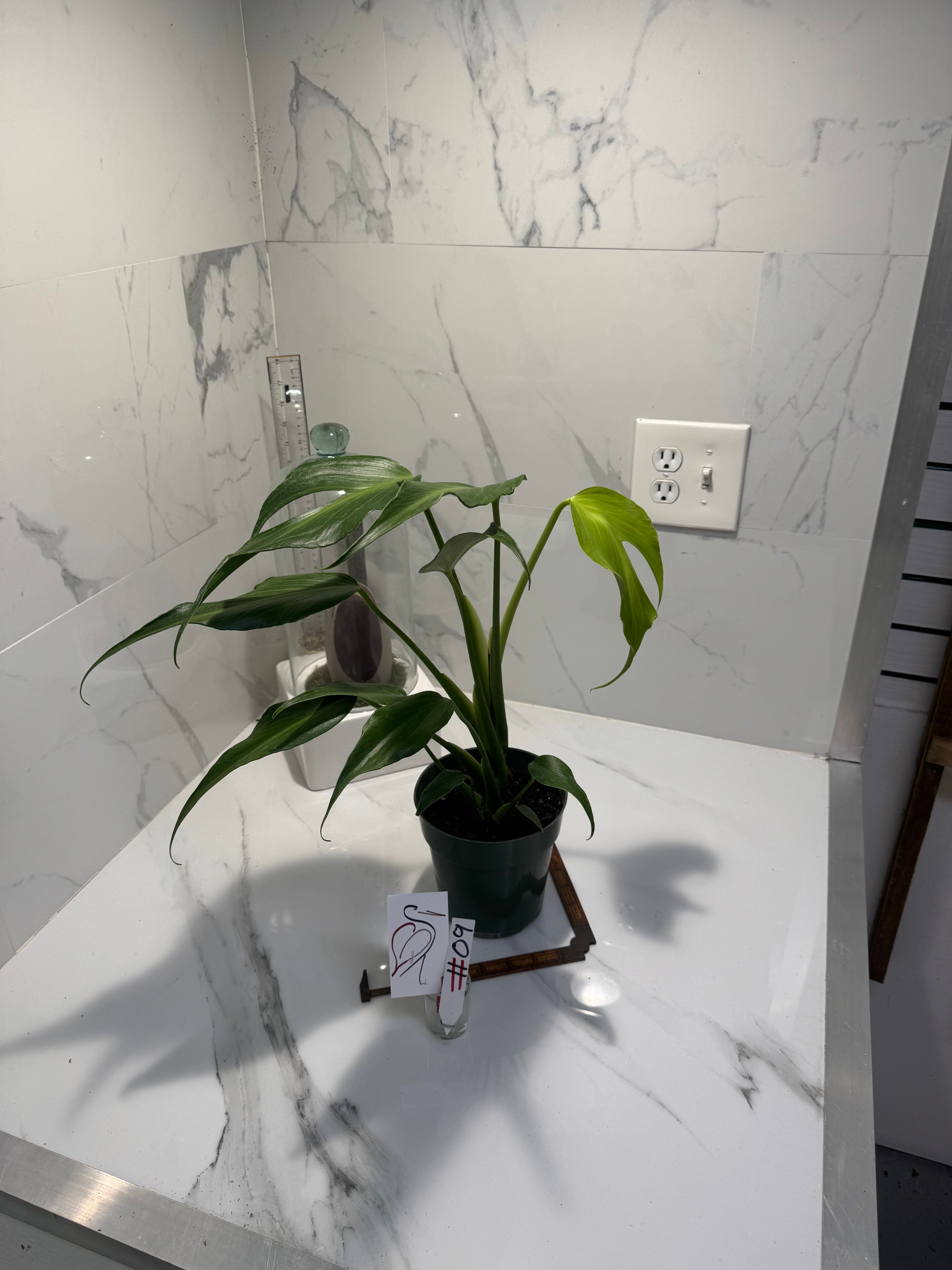 Monstera Burle Marx Flame #09