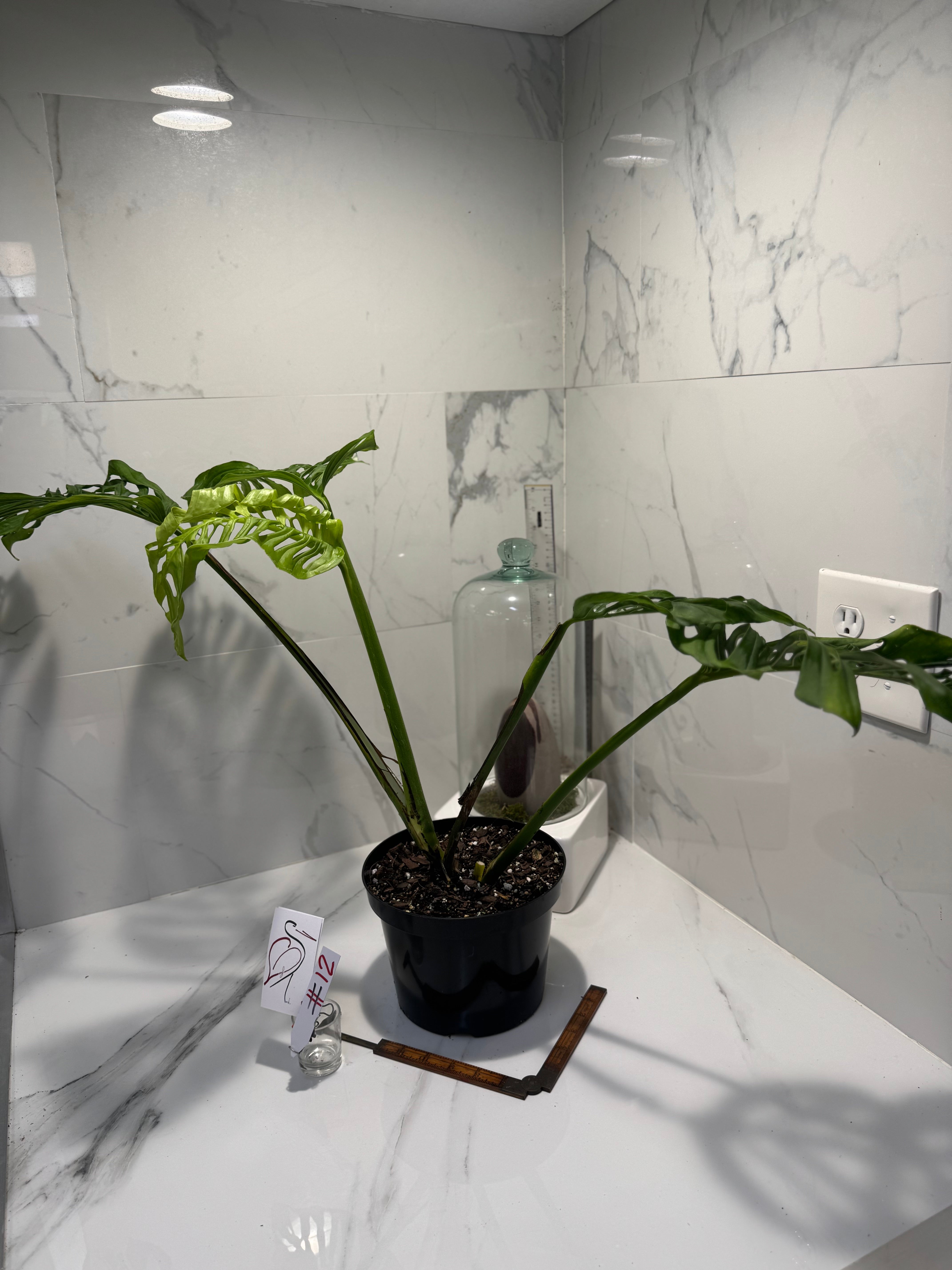 Monstera Adansonii Fairchild Double Windows #12