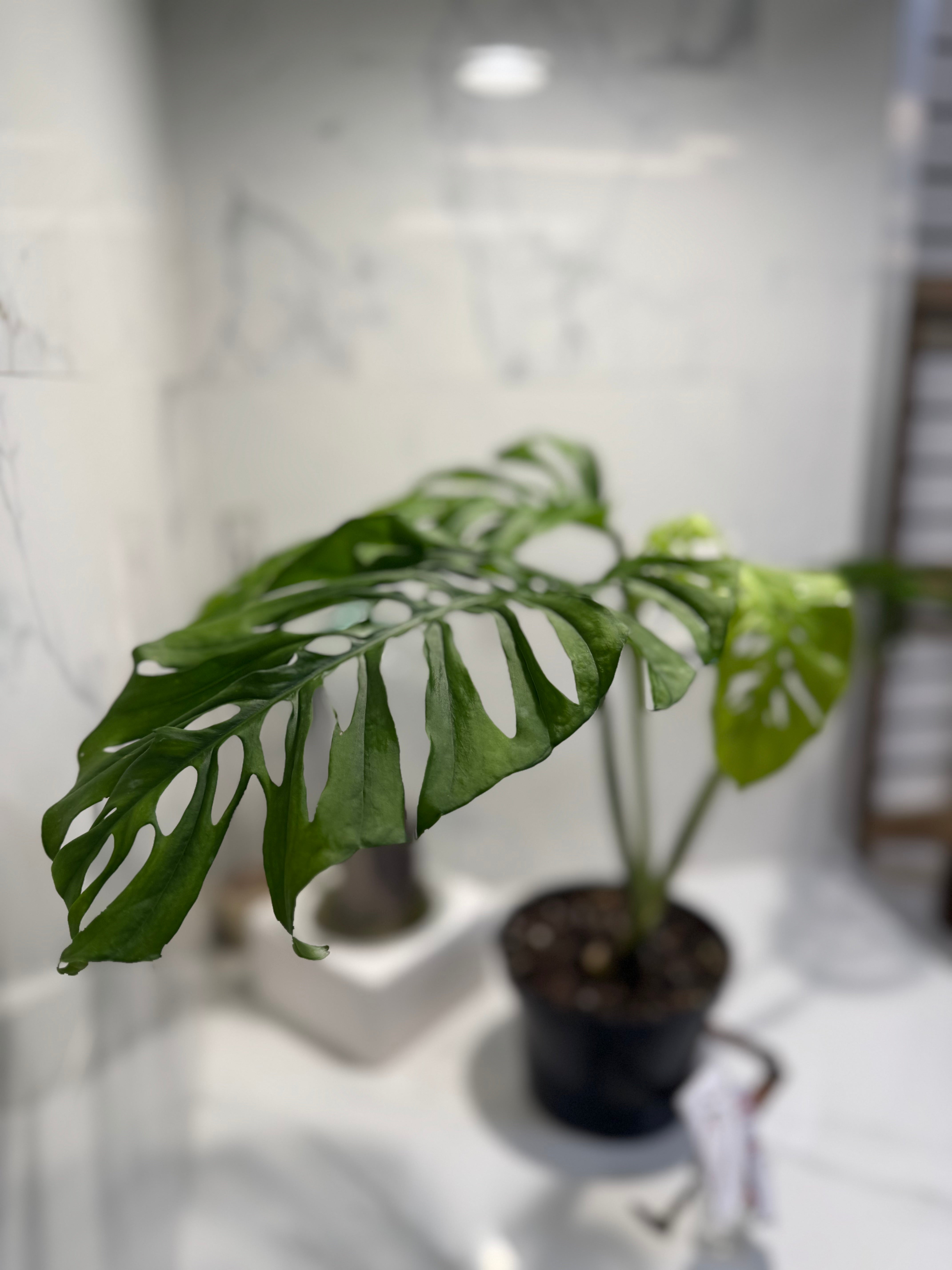 Monstera Adansonii Fairchild Double Windows #12