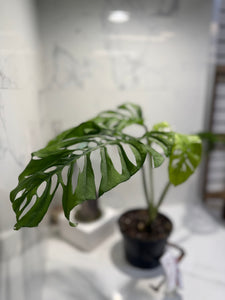Monstera Adansonii Fairchild Double Windows #12