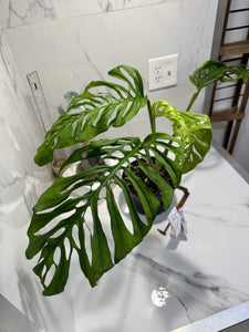Monstera Adansonii Fairchild Double Windows #12