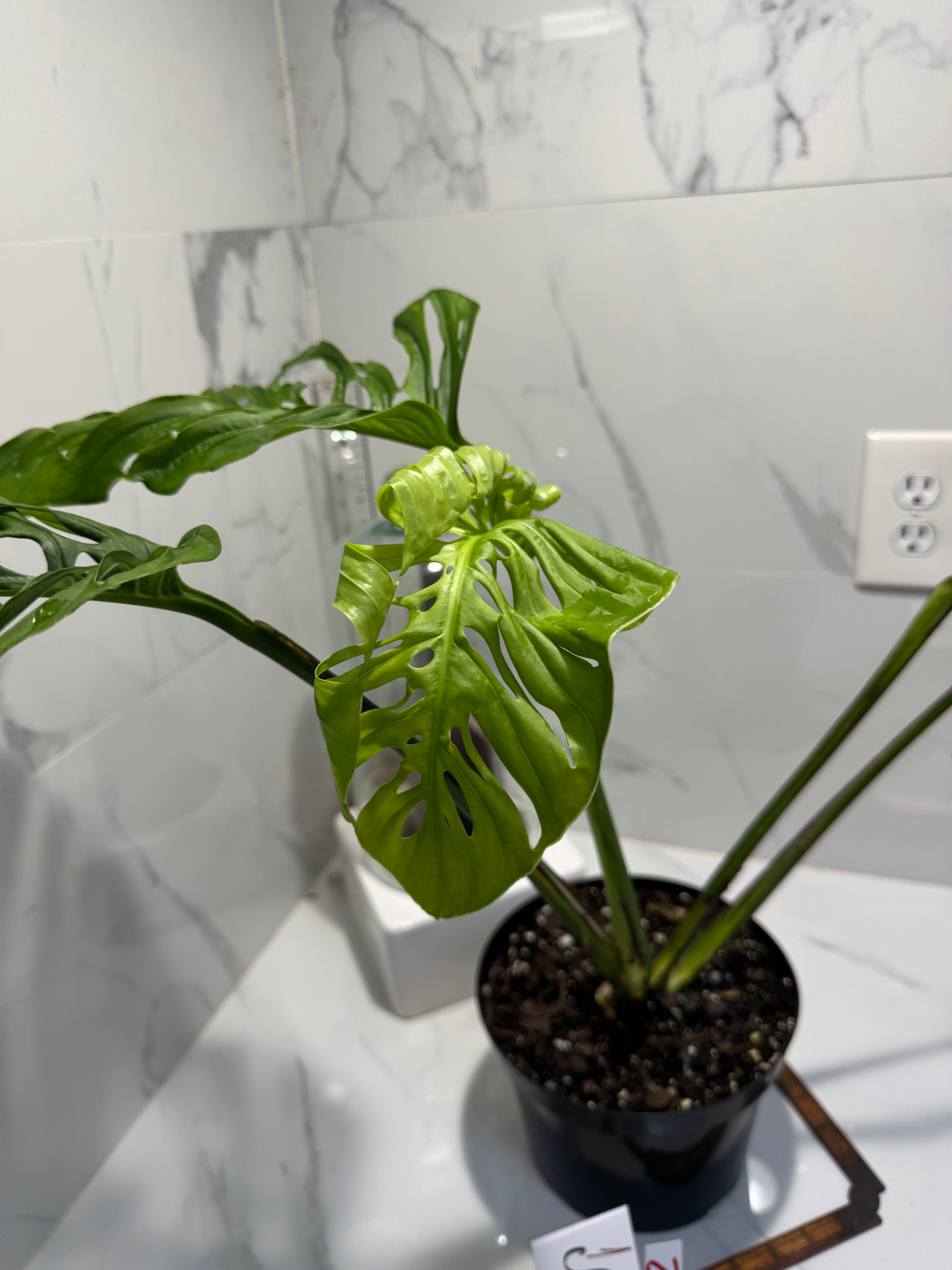 Monstera Adansonii Fairchild Double Windows #12