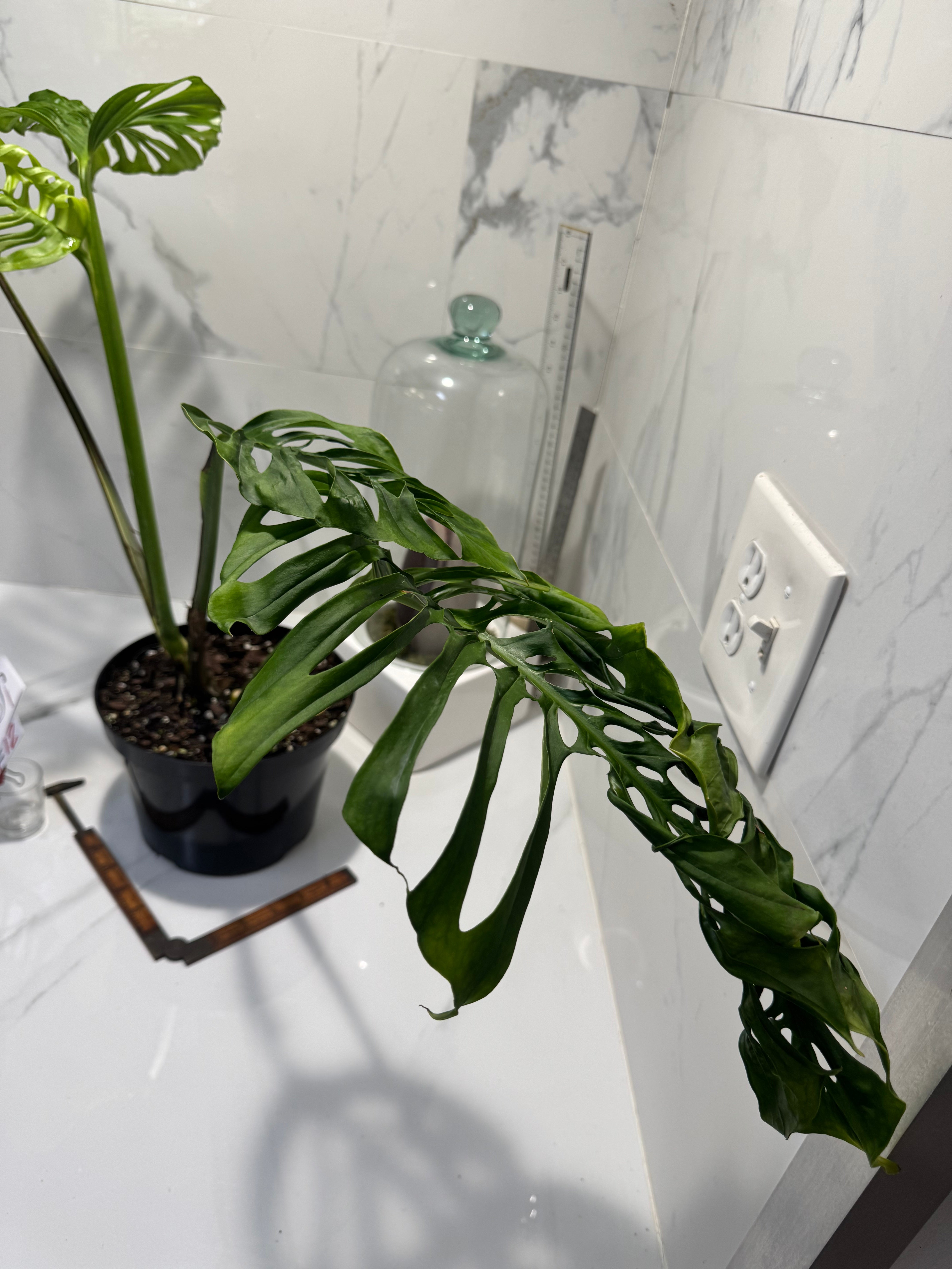 Monstera Adansonii Fairchild Double Windows #12