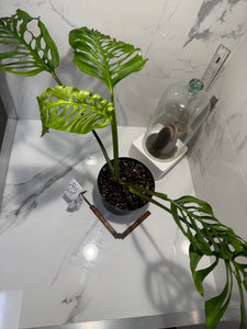 Monstera Adansonii Fairchild Double Windows #12