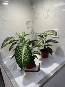 Phyllotaenium (Caladium) lindenii — Rare Variegated Aroid Houseplant