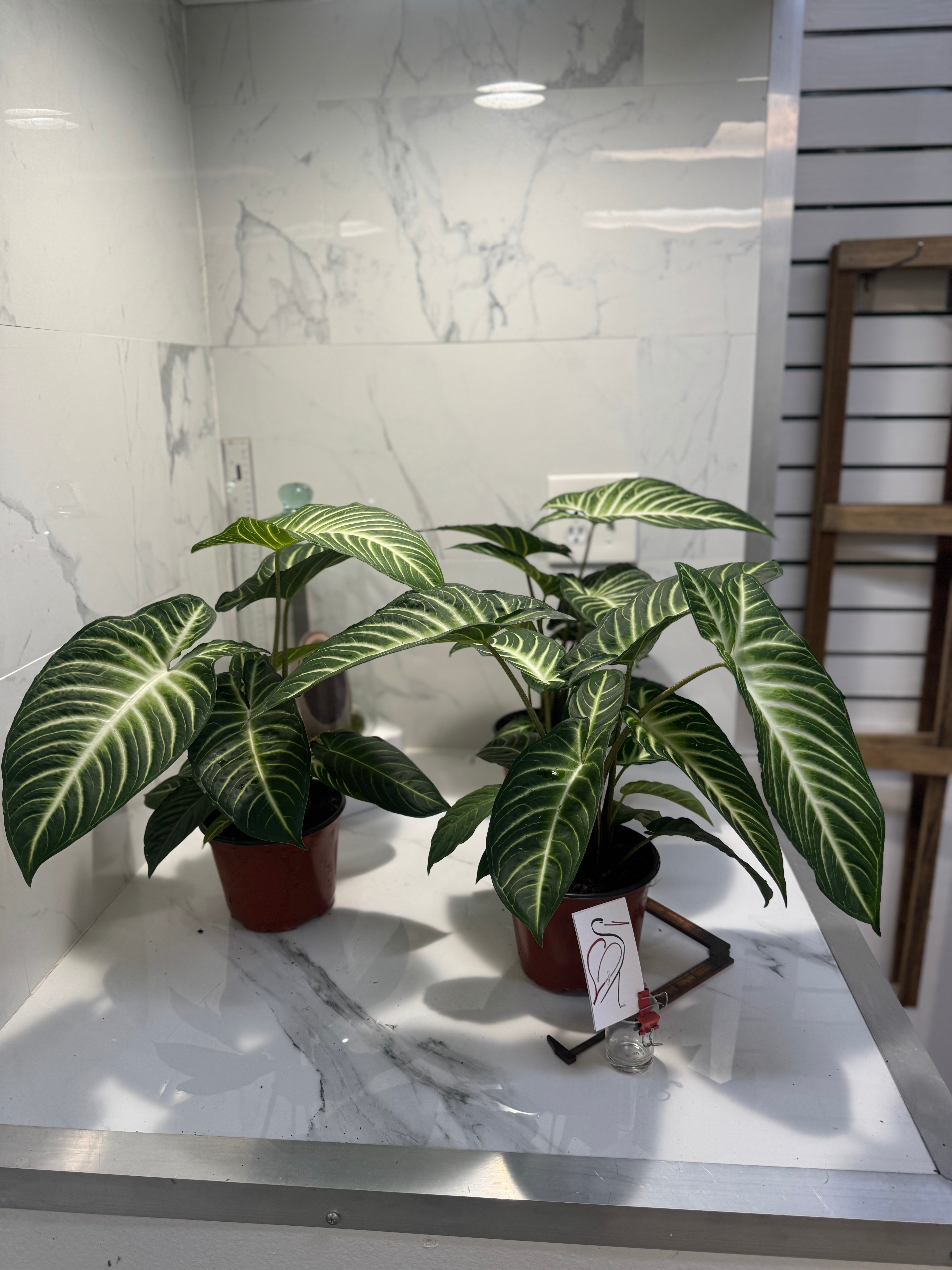 Phyllotaenium (Caladium) lindenii — Rare Variegated Aroid Houseplant