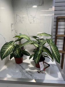 Phyllotaenium (Caladium) lindenii — Rare Variegated Aroid Houseplant