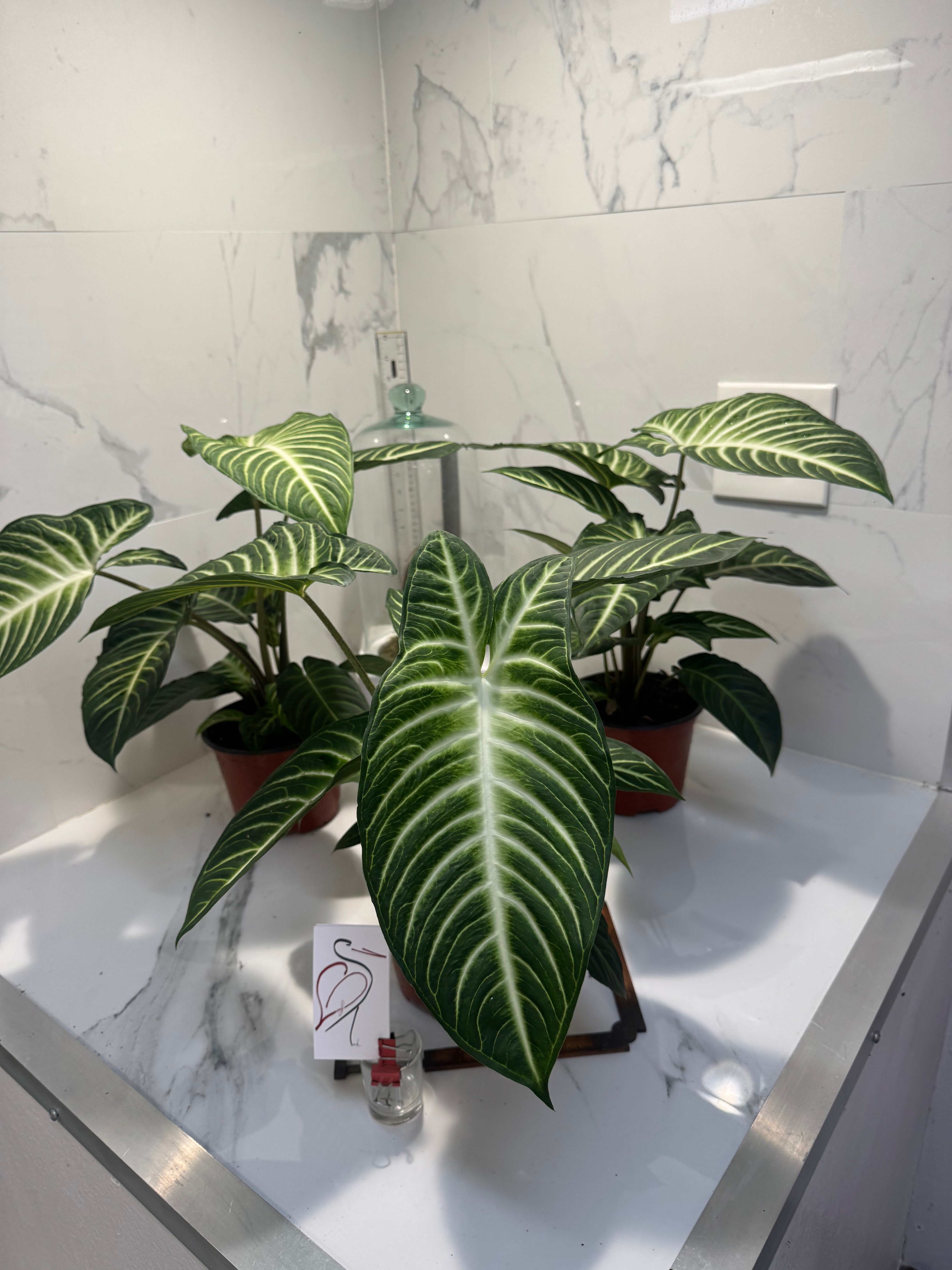 Phyllotaenium (Caladium) lindenii — Rare Variegated Aroid Houseplant
