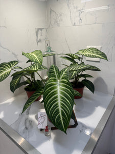 Phyllotaenium (Caladium) lindenii — Rare Variegated Aroid Houseplant