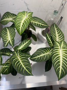 Phyllotaenium (Caladium) lindenii — Rare Variegated Aroid Houseplant