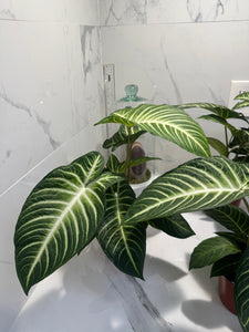 Phyllotaenium (Caladium) lindenii — Rare Variegated Aroid Houseplant
