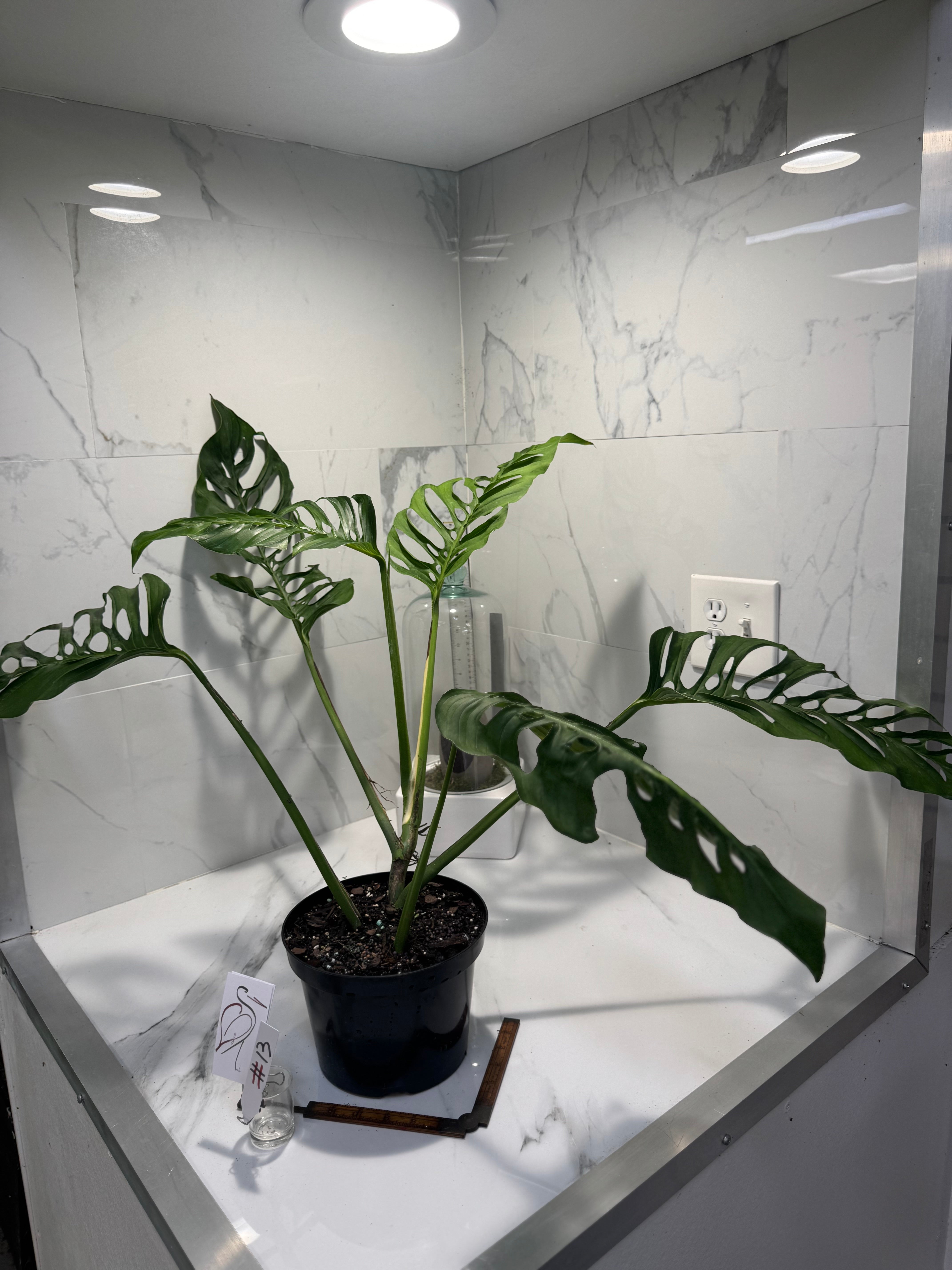 Monstera Laniata 'True Form' #13