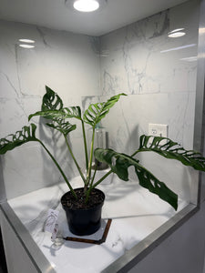 Monstera Laniata 'True Form' #13