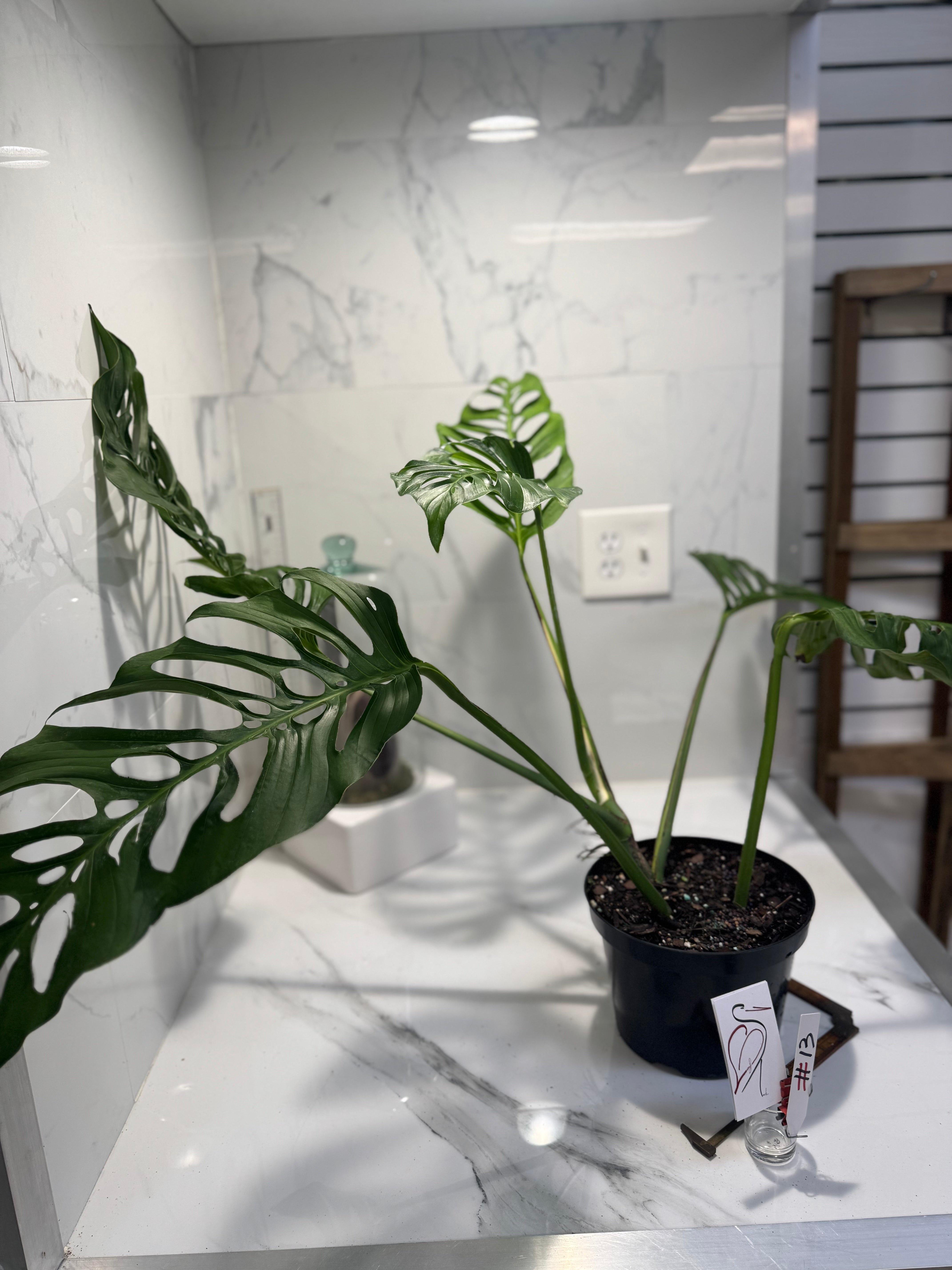 Monstera Laniata 'True Form' #13