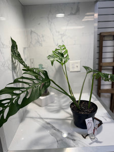 Monstera Laniata 'True Form' #13