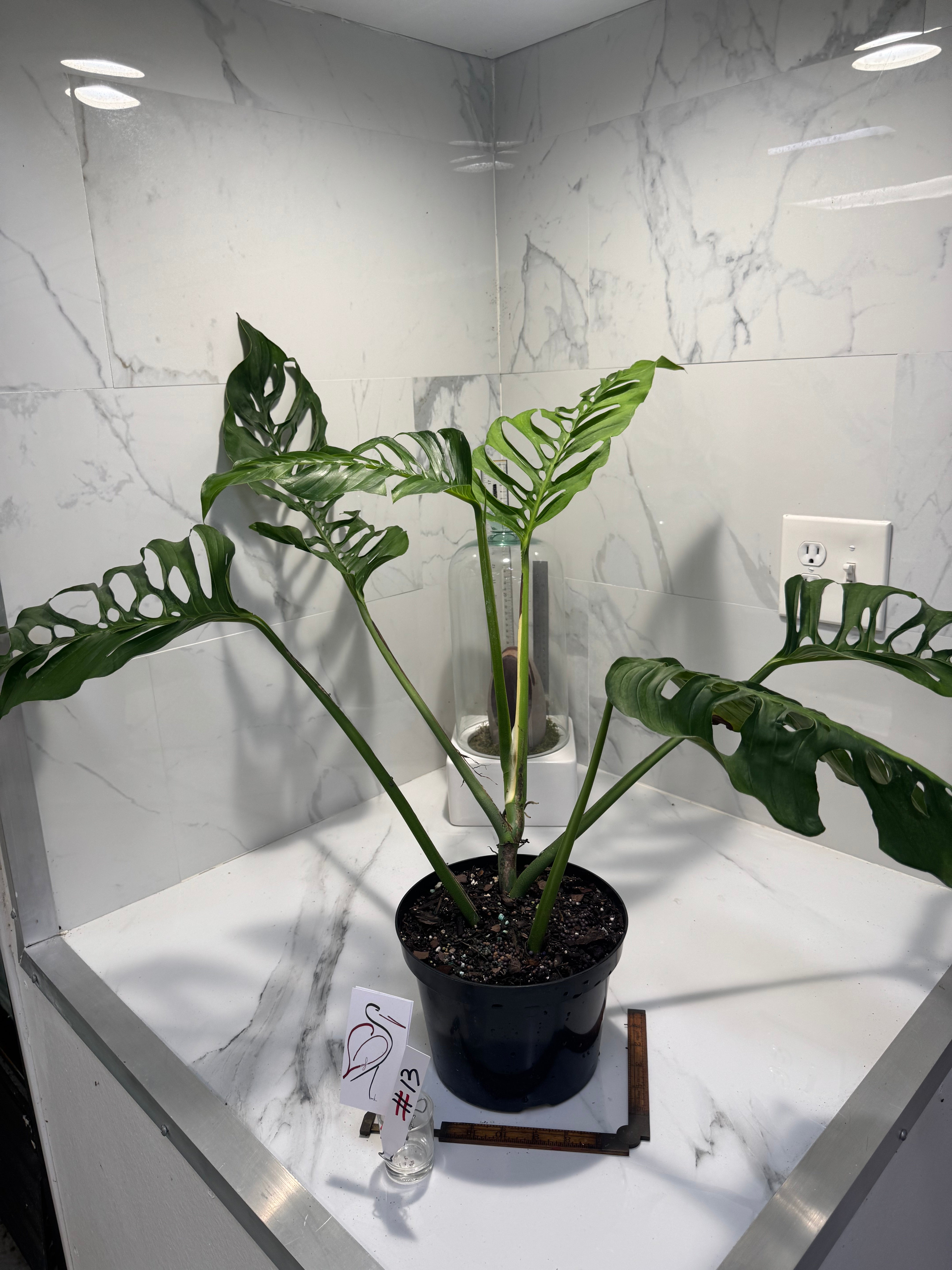 Monstera Laniata 'True Form' #13