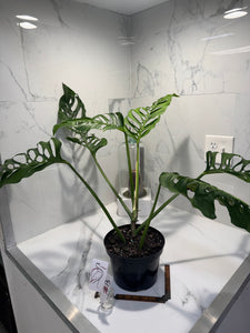 Monstera Laniata 'True Form' #13
