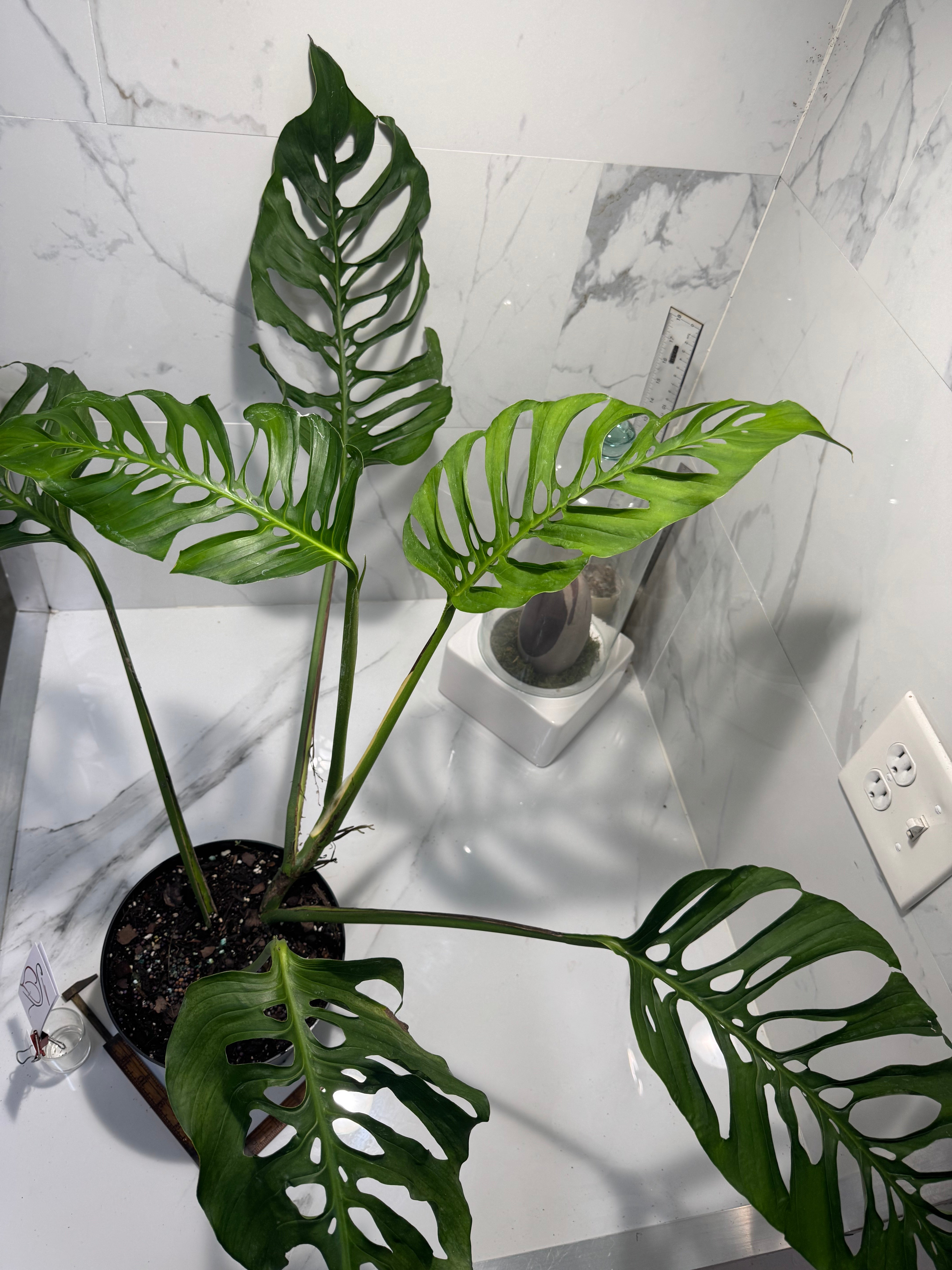 Monstera Laniata 'True Form' #13