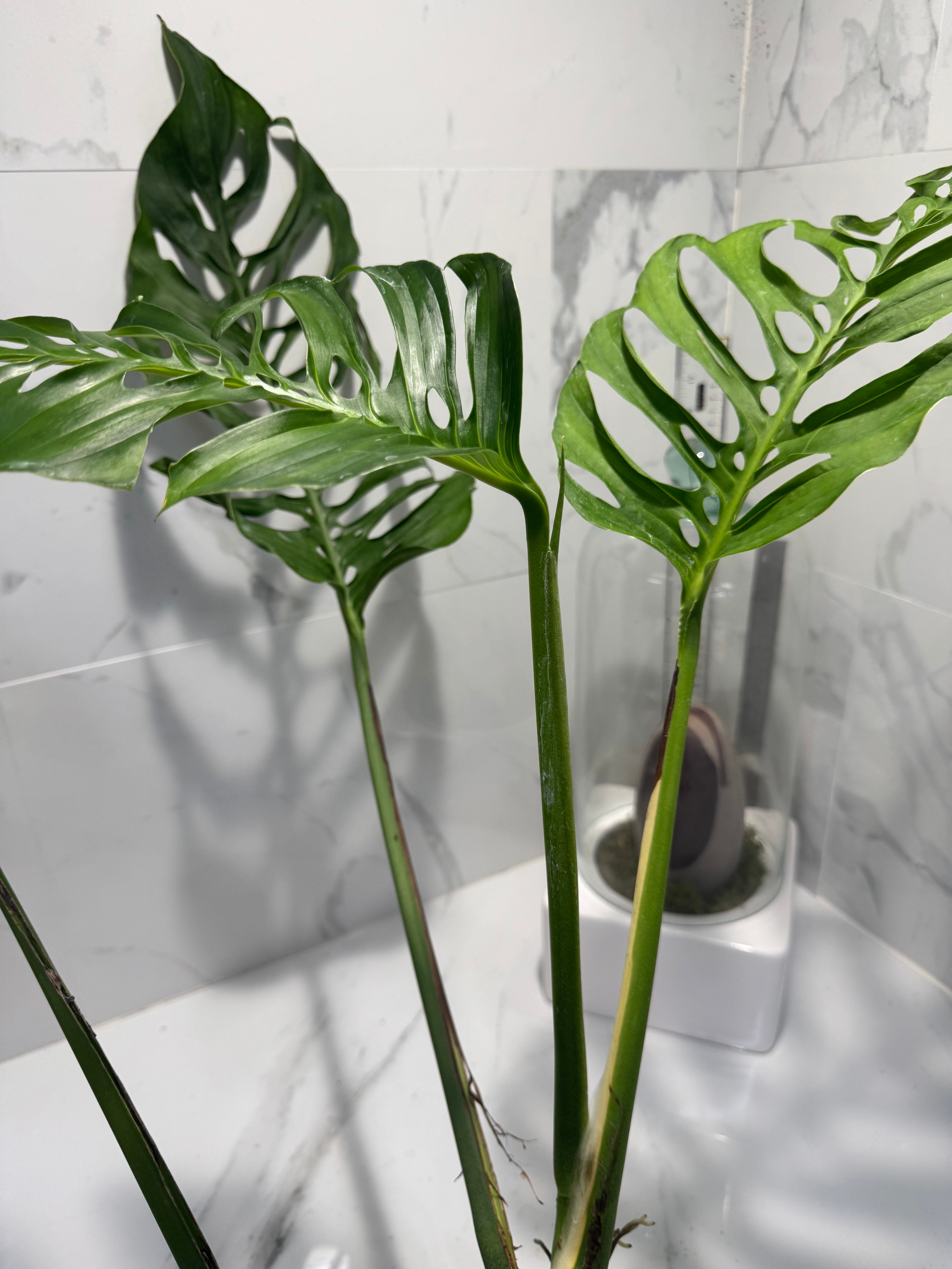 Monstera Laniata 'True Form' #13