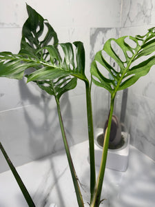 Monstera Laniata 'True Form' #13
