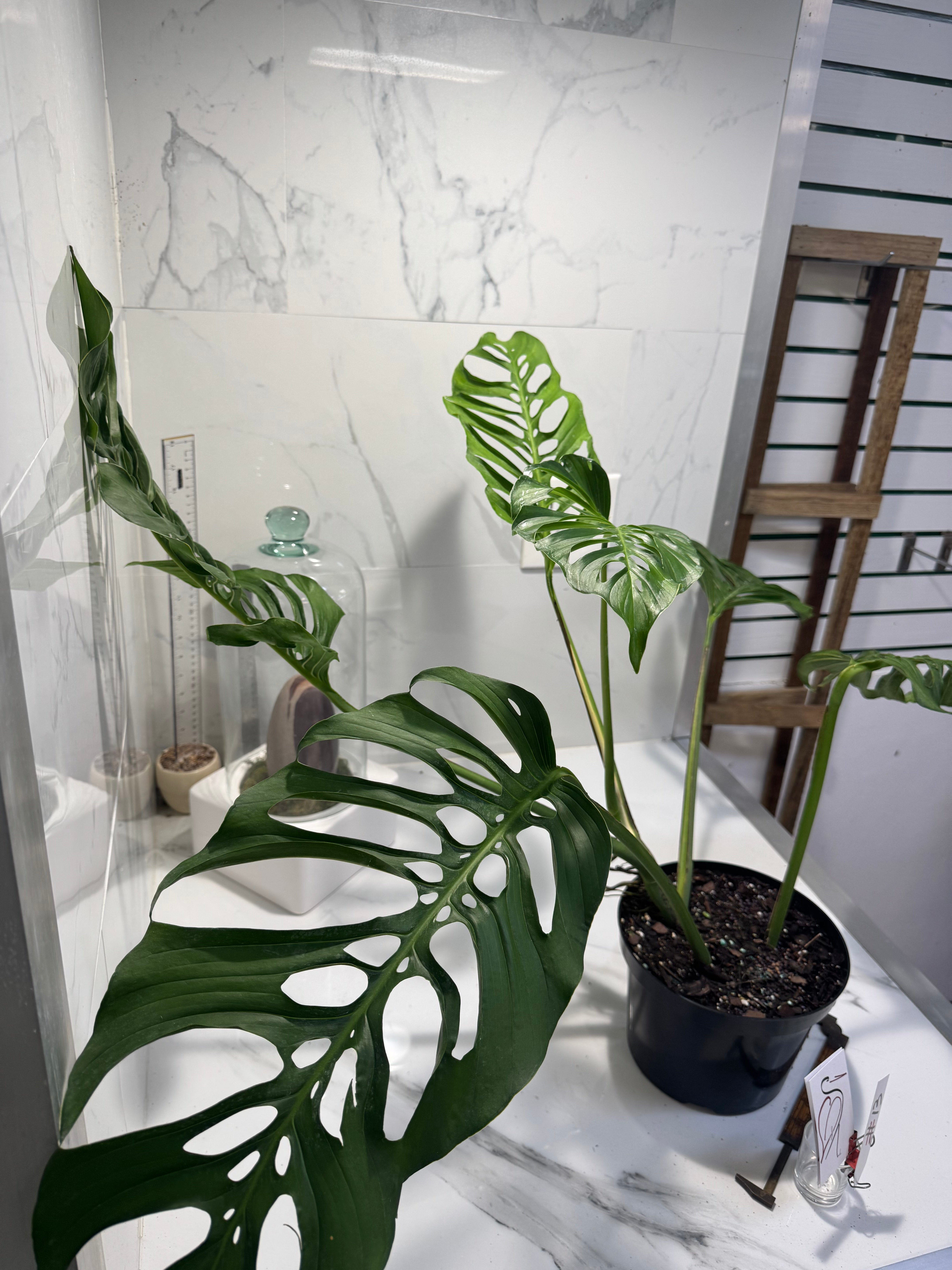 Monstera Laniata 'True Form' #13