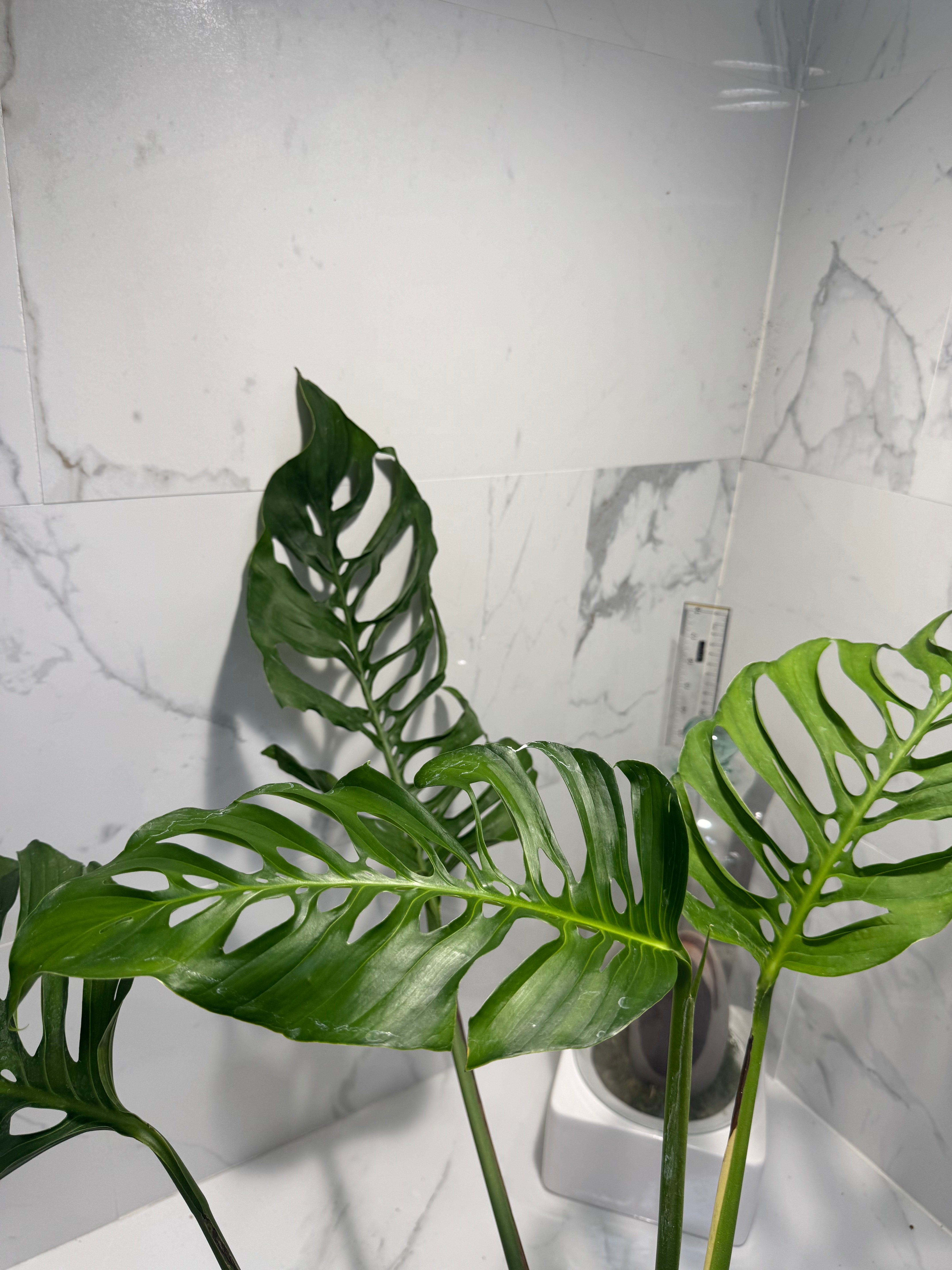Monstera Laniata 'True Form' #13