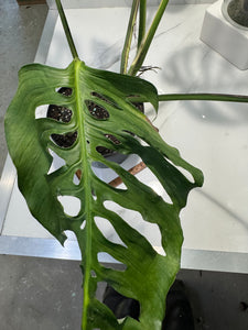 Monstera Laniata 'True Form' #13