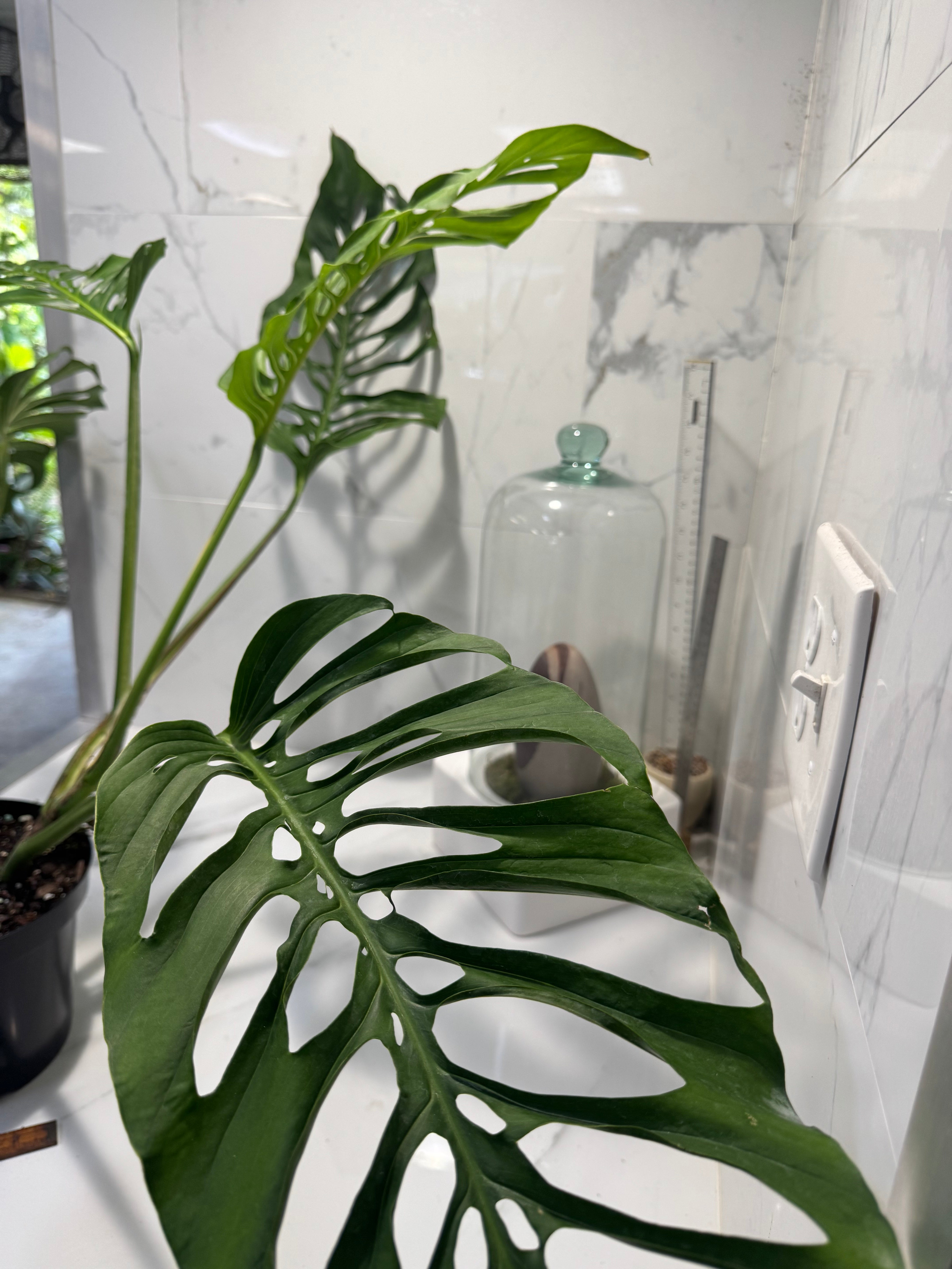 Monstera Laniata 'True Form' #13