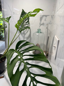 Monstera Laniata 'True Form' #13