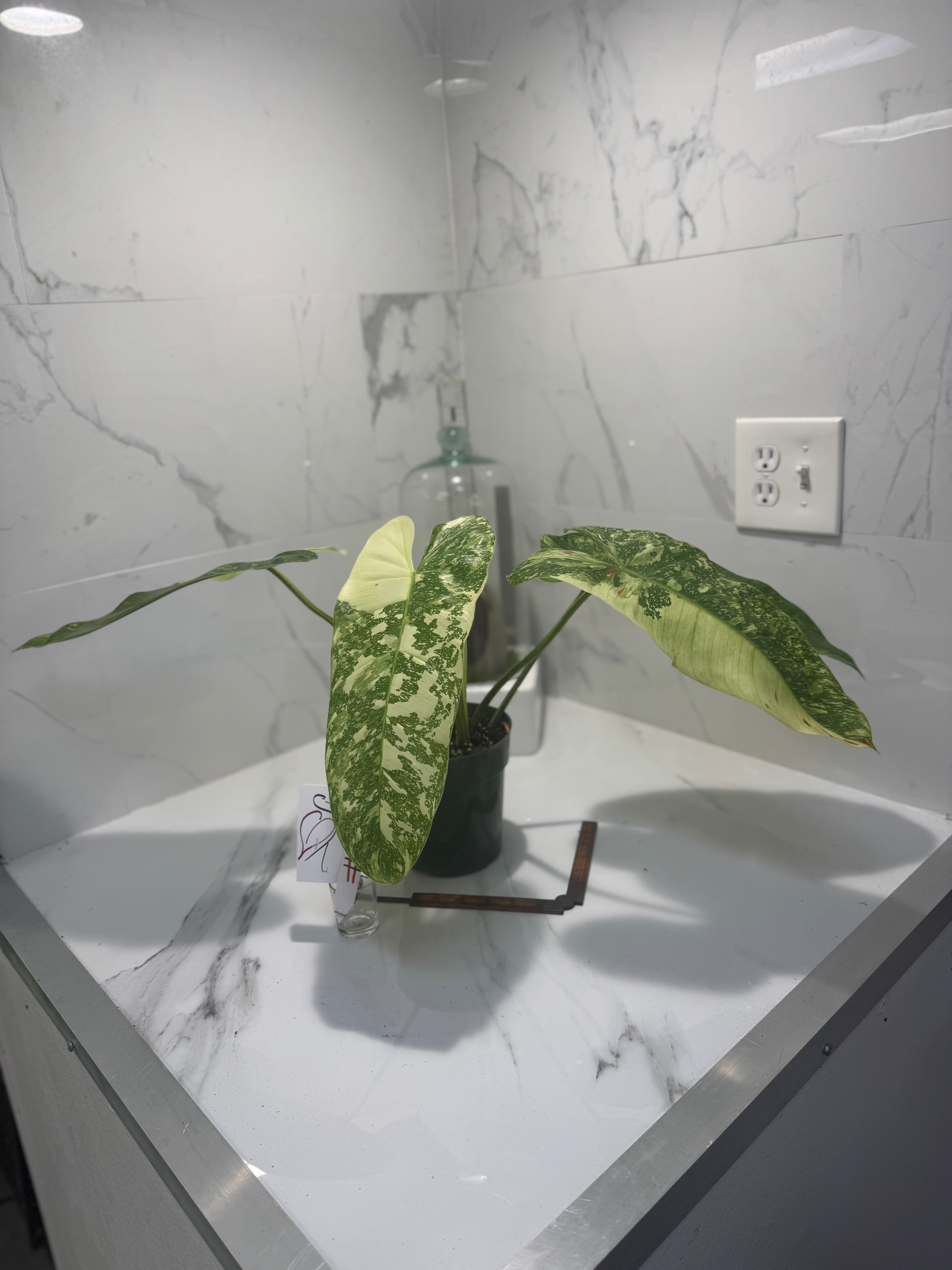Philodendron Jose Buono #52
