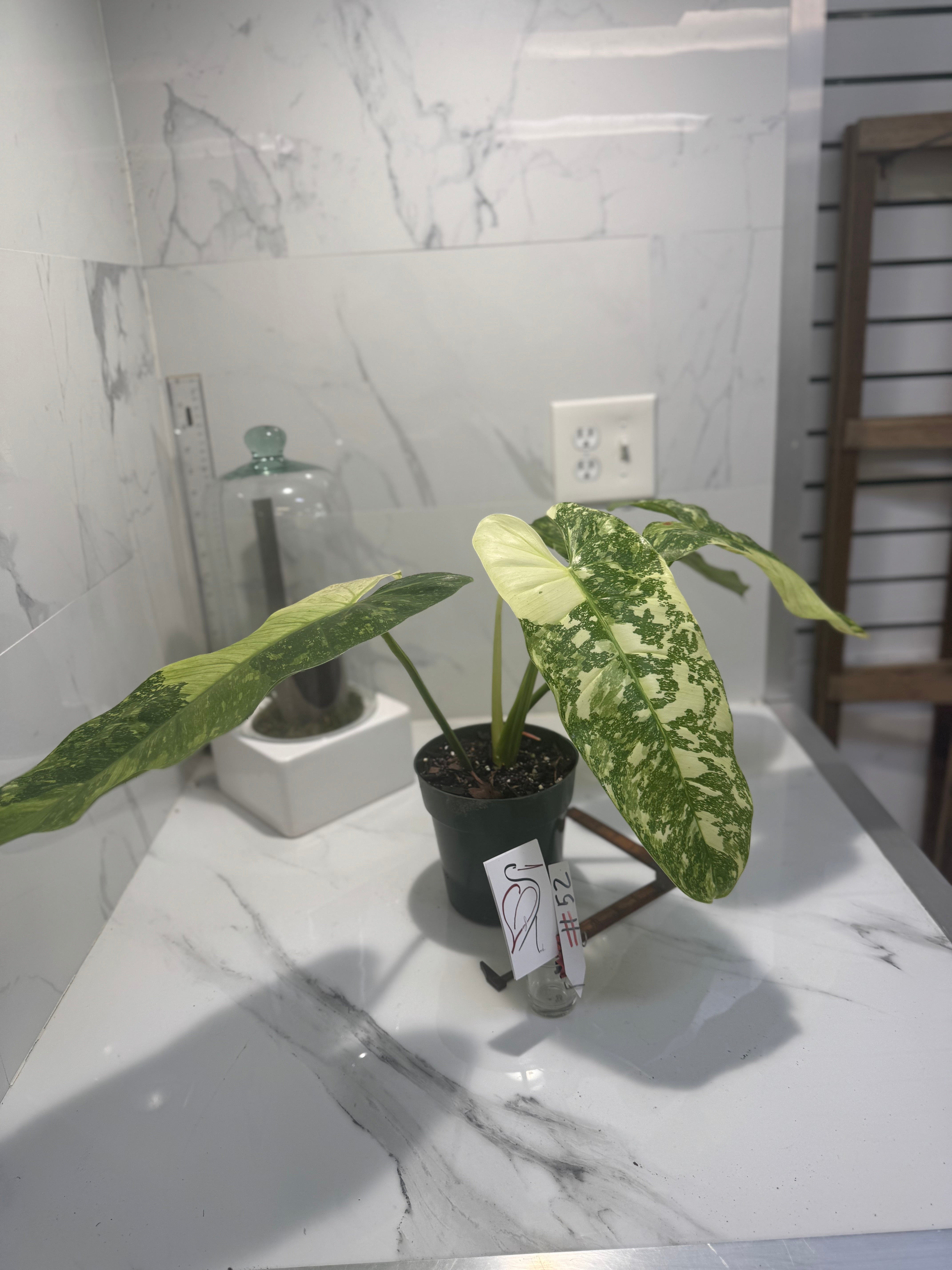 Philodendron Jose Buono #52