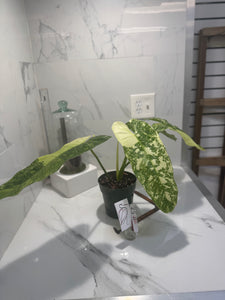 Philodendron Jose Buono #52